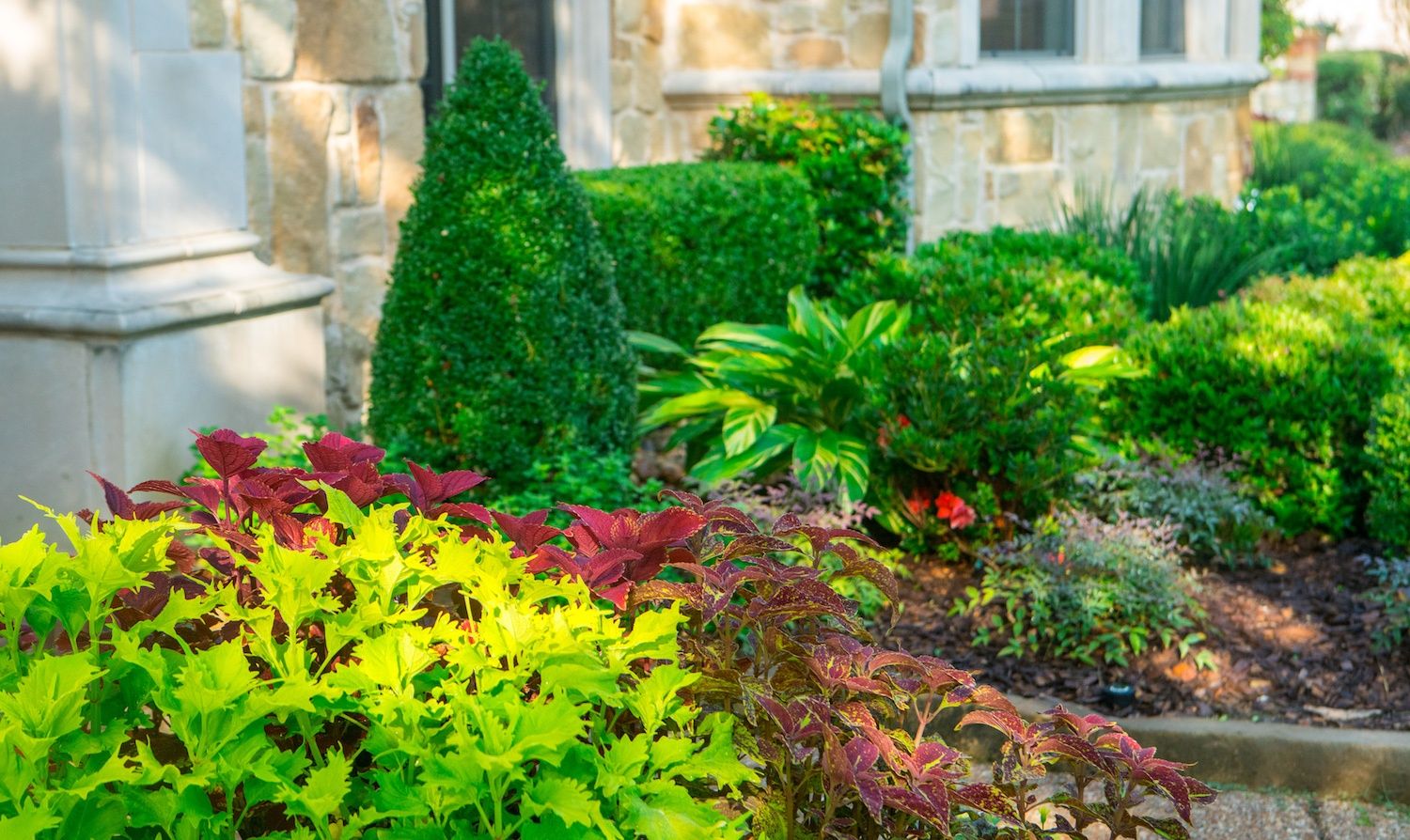 5 Signs It’s Time to Replace Your Old Shrubs